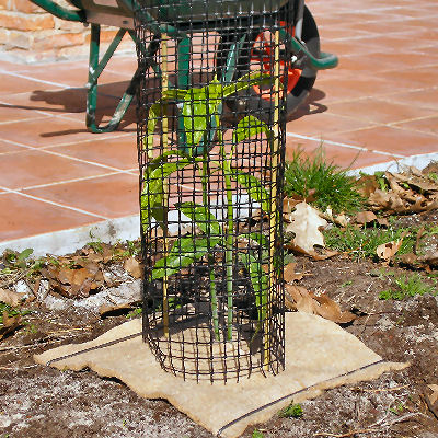 Protective Netting for Shrubs & Roses