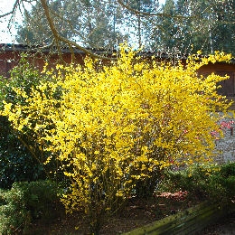 Border Forsythia - Forsythia intermedia 