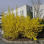 Border Forsythia - Forsythia intermedia 