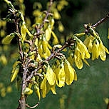 Border Forsythia - Forsythia intermedia 