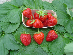 Strawberry plant 'Cijos�e' - Fragaria vesca 'Cijos�e'