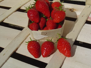 Strawberry plant 'Cijos�e' - Fragaria vesca 'Cijos�e'