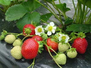 Strawberry plant 'Maestro' - Fragaria vesca 'Maestro'