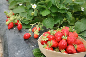 Strawberry plant 'Ma�ka&reg;' - Fragaria vesca 'Ma�ka&reg;'