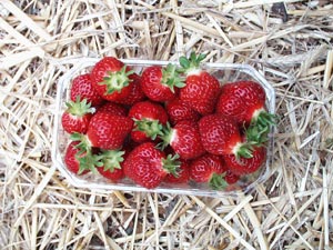 Strawberry plant 'Manille' - Fragaria vesca 'Manille'
