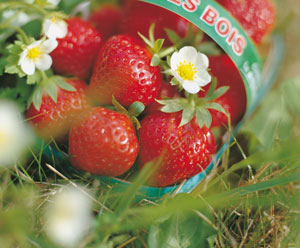 Strawberry plant 'Mara des bois' - Fragaria vesca 'Mara des bois'