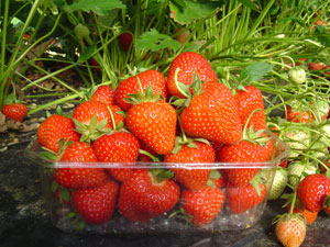 Strawberry plant 'Matis' - Fragaria vesca 'Matis'