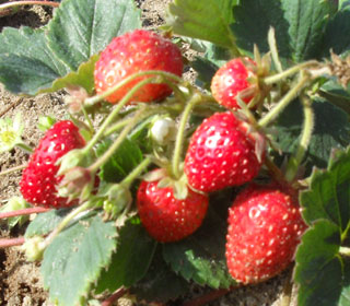 Climbing Strawberry Plant 'Mount Everest' - Fragaria vesca 'Mount Everest'