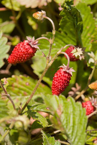 Strawberry plant 'Reine des Vall�es' - Fragaria vesca 'Reine des Vall�es'