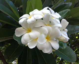 White Frangipani - Plumeria alba