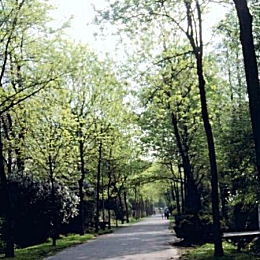 White Ash - Fraxinus americana - Fraxinus alba