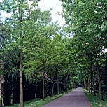 White Ash - Fraxinus americana - Fraxinus alba