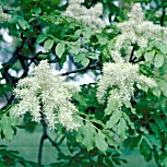 Flowering Ash - Manna Ash - Fraxinus ornus