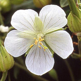 Flowers of Geranium 'Galactic' - Geranium pratense 'Galactic'