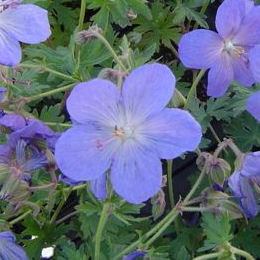 Flowers of Geranium 'Johnson Blue' - Geranium 'Johnson Blue'