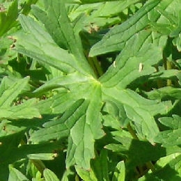 Foliage of Geranium 'Johnson Blue' - Geranium 'Johnson Blue'
