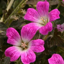 Flowers of Geranium 'Orkney Cherry' - Geranium 'Orkney Cherry'