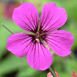 Flowers of Geranium 'Patricia' - Geranium 'Johnson Blue'