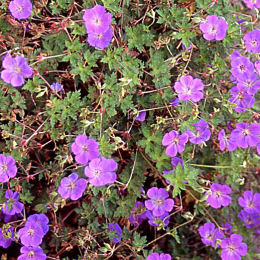 Flowers of Geranium 'Rozanne' - Geranium 'Rozanne'