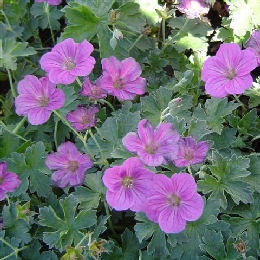 Flowers of Geranium 'Russel Prichard' - Geranium x riversleaianum 'Russel Prichard'