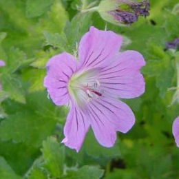 Geranium 'Sirak'