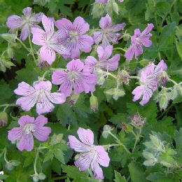 Geranium 'Sirak'