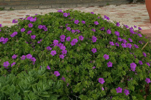Flowers of Geranium 'Tiny Monster' - Geranium 'Tiny Monster'