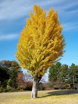 Ginkgo - Maidenhair tree - Ginkgo biloba