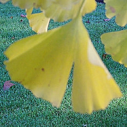 Ginkgo - Maidenhair tree - Ginkgo biloba