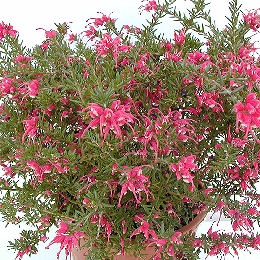 Grevillea rosmarinifolia 'Jenkinsii' - Grevillea rosmarinifolia 'Jenkinsii'