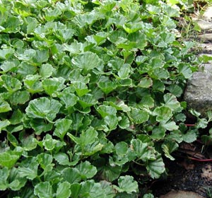 Gunnera magellanica - Gunnera magellanica