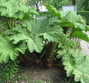 Giant rhubarb - Gunnera manicata