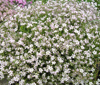 Creeping Gypsophila, Baby's Breath - Gypsophila repens