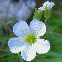 Creeping Gypsophila, Baby's Breath - Gypsophila repens