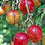 Plum Cherry