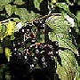 Bloodtwig Dogwood
