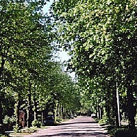 Small-leaved lime