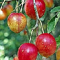 Plum Cherry Plum Cherry