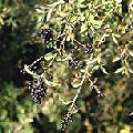 Common Privet Common Privet