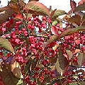 Spindle Tree Spindle Tree