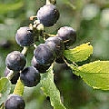 Blackthorn Blackthorn