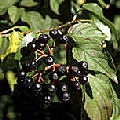 Bloodtwig Dogwood Bloodtwig Dogwood