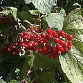 Guelder-Rose Guelder-Rose