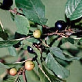 Glossy Buckthorn Glossy Buckthorn