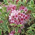 Variegated Pink Weigelia Variegated Pink Weigelia