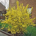 Border Forsythia Border Forsythia