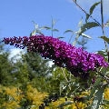 Nanho Purple Butterfly Bush Nanho Purple Butterfly Bush