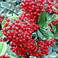 Cotoneaster lacteus Cotoneaster lacteus