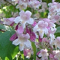 Pink Cloud Beauty Bush Pink Cloud Beauty Bush