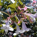 Abelia grandiflora Abelia grandiflora